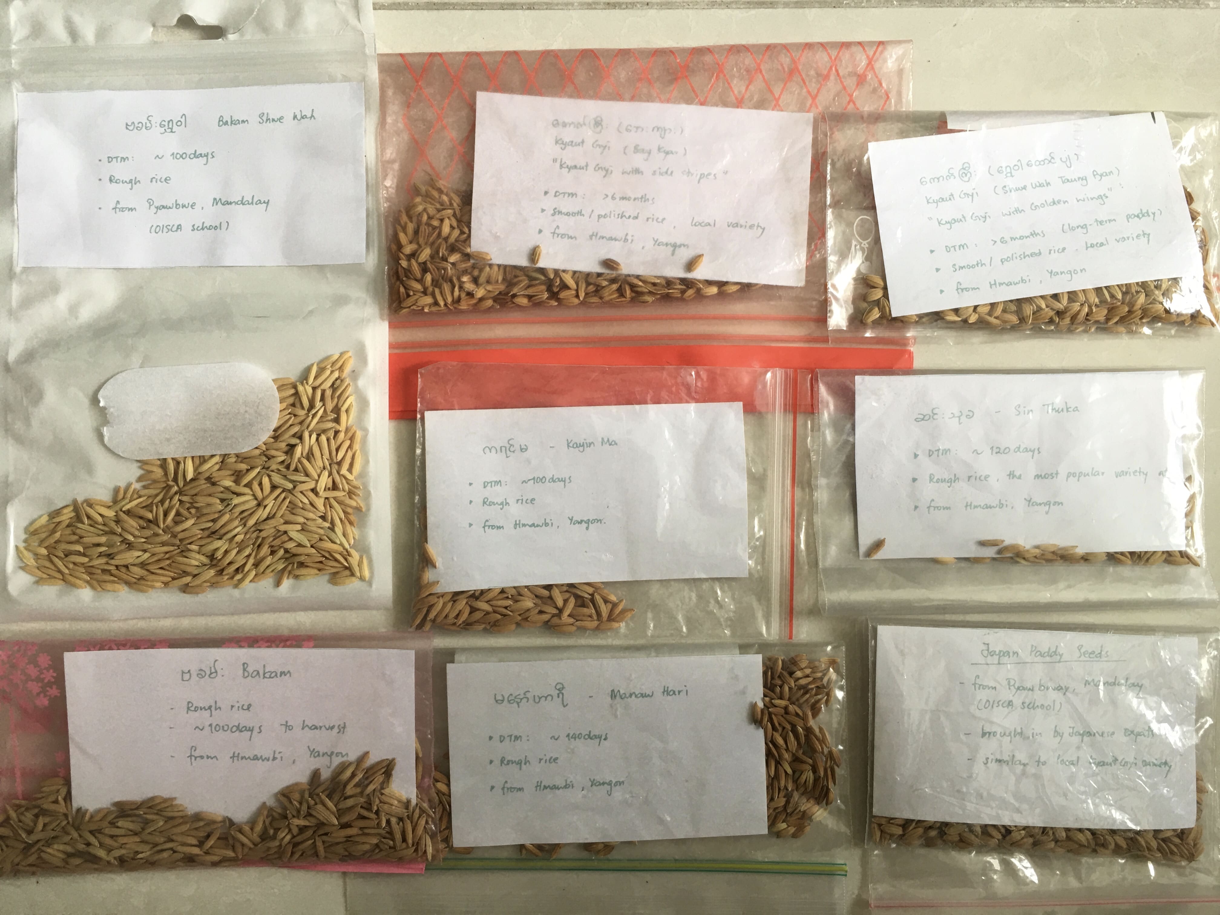 Sin Thuka (Early maturing rough rice), Bakam (Early maturing rough rice), Bakam Shwe Wah (High-yield rough rice), Manaw Hari (Early maturing rough rice), Kayin Ma (Early maturing rough rice), Kyaut Gyi Bar Kyar [Kyaut with side stripes] (Late maturing local variety), Kyaut Gyi with wings (Late maturing local variety)